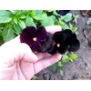 Unique Black Pansy Clear Crystals Viola Wittrockiana 40+ Seeds for