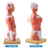 Merinden Human Body Model for Anatomy Study, 15 Part 11''