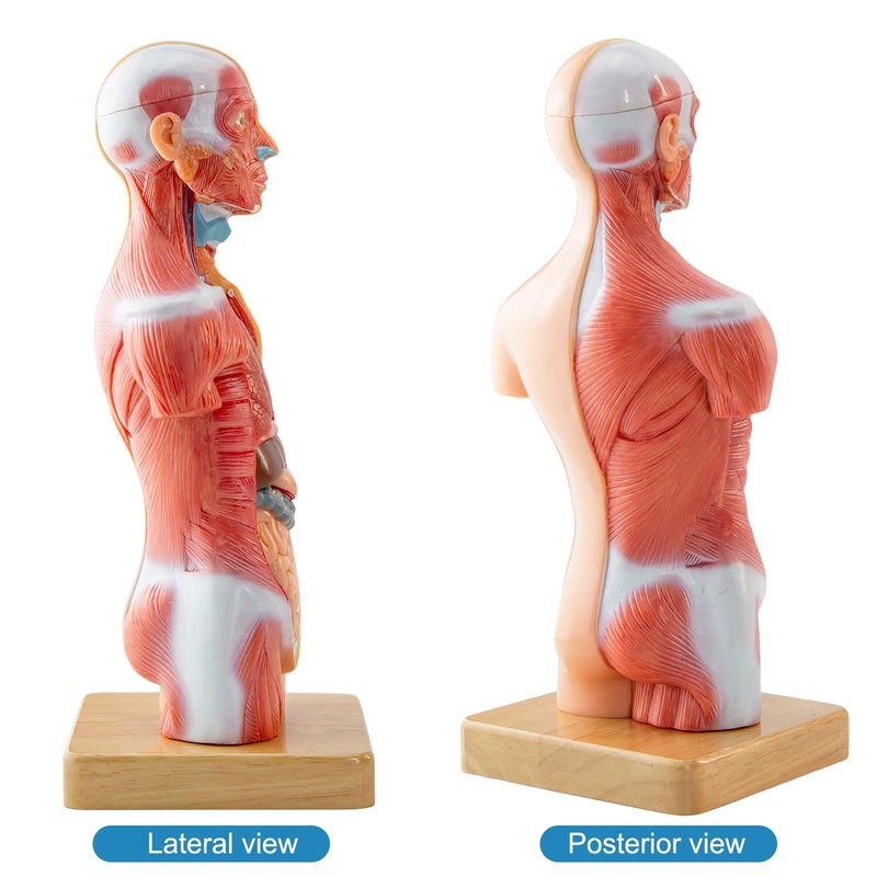 Merinden Human Body Model for Anatomy Study, 15 Part 11''