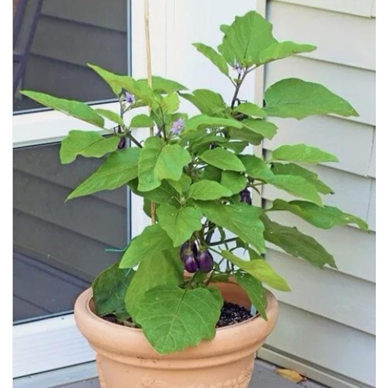 50PCS Dwarf Eggplant Seeds Patio Container Eggplant Vegetable Seeds