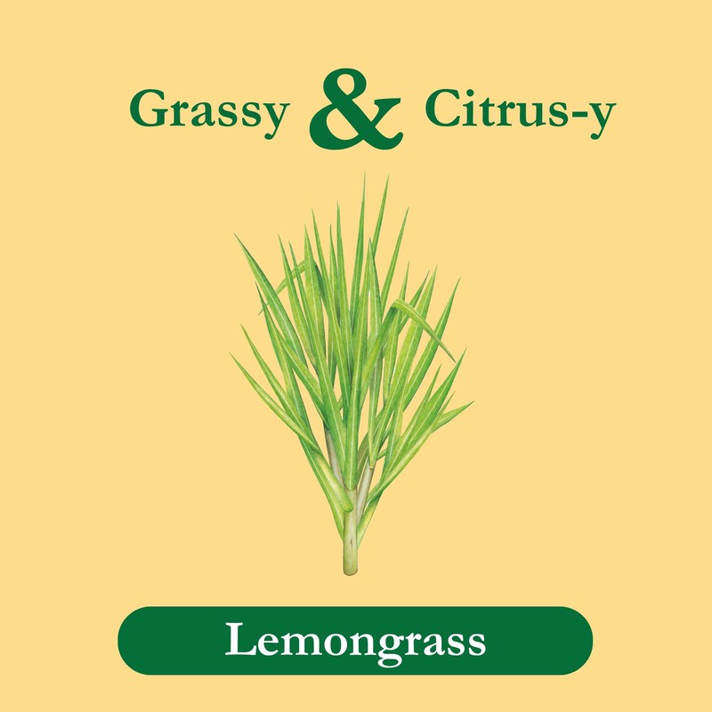 Tadin Lemongrass Herbal Tea, Caffeine Free, 24 Tea Bags Per