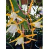 Cactus Epiphyllum Clarity's Linnea in 4 inch pots / Orchid
