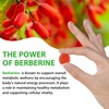 Berberine Gummies with Ceylon Cinnmon, Berberine Supplement for Digestive Health,