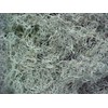 Fresh Spanish Moss for Crafts, displays, Costumes, and Floral Arrangements