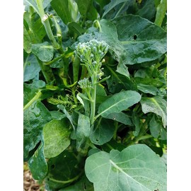 TomorrowSeeds - Broccoli Rabe (Rapini) Seeds - 3000+ Count - for 2025 Planting Spring Rapini Broccolini Broccoli Broccoletti Green Turnip Greens Non-GMO Heirloom Grow Your Own Home Farm Patio Healthy