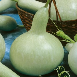 Martinhouse Bottle Gourd Seeds - 1 Oz ~840 Seeds - Non-GMO, Heirloom - Vegetable Garden - Lagenaria siceraria
