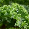 Organic Dwarf Blue Curled Scotch Kale - 1 OZ ~8,000