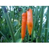 Orange Thai Pepper 10+ Seeds
