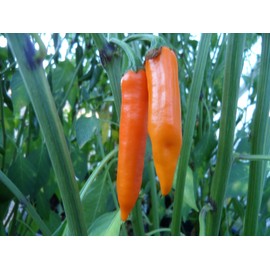 Orange Thai Pepper 10+ Seeds