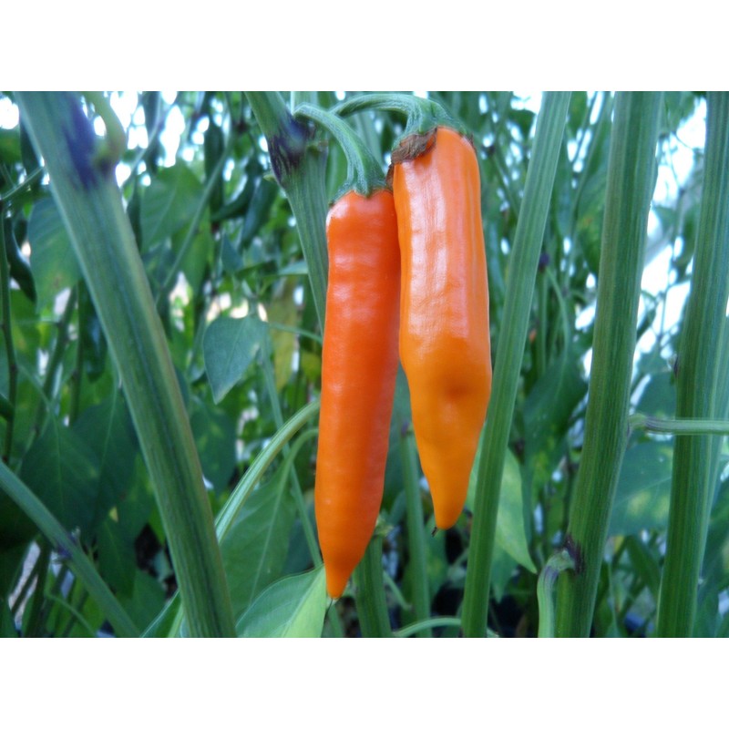 Orange Thai Pepper 10+ Seeds