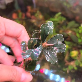 10 Random Bucephalandra Plants + A Mystery Bonus - Rare Aquarium Plants
