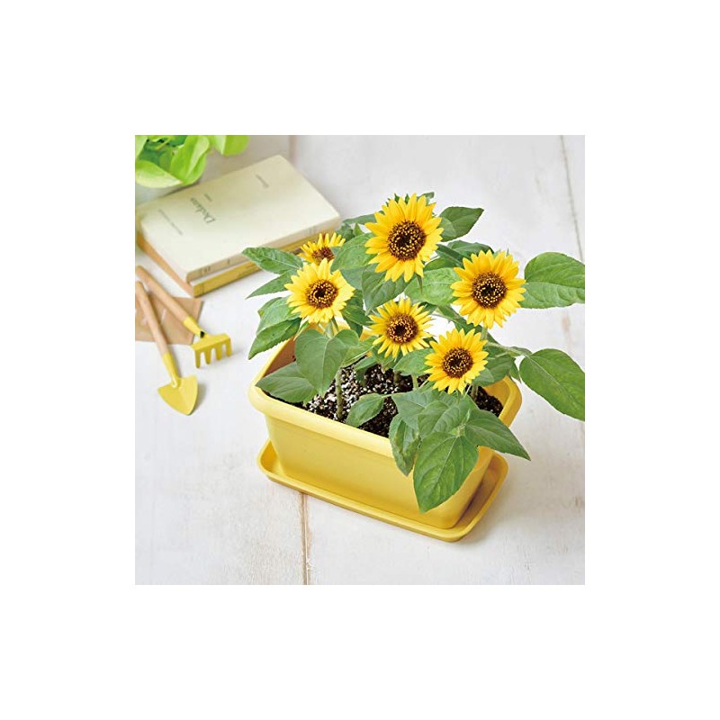 Seishin Pottery GD-93201 Enjoy Planter, Mini Sunflower Flower