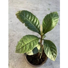 Tree Loquat Tree With 6- 8” Sweet Tropical Live Plant Ready to Plant fast growing