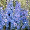 TomorrowSeeds Light Blue Rocket Larkspur Seeds | Delphinium Consolida Ajacis
