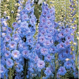 TomorrowSeeds Light Blue Rocket Larkspur Seeds | Delphinium Consolida Ajacis Flower Seed 2025 - 400+ Count