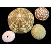 Florida Shells and Gifts Decorative Sea Urchin Sampler: Natural Pink,