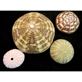 Florida Shells and Gifts Decorative Sea Urchin Sampler: Natural Pink, Green and 2 Alfonso Nautical Beach