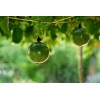 Serendipity Seeds 10 seeds Passiflora edulis Passion Flower Seeds Fragrant