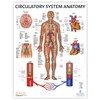 Anatomy Lab Human Circulatory System Poster, LAMINATED, Anatomy and Physiology