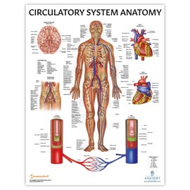 Anatomy Lab Human Circulatory System Poster, LAMINATED, Anatomy and Physiology Body System Poster, 17.3 x 22.5 Inches, Circulatory System Anatomy Poster, Body System Anatomy
