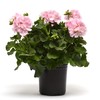 Outsidepride Geranium Appleblossom - 25 Seeds