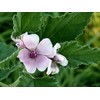Marshmallow Plant Althaea Officinalis Seeds for Planting 100+ Seeds