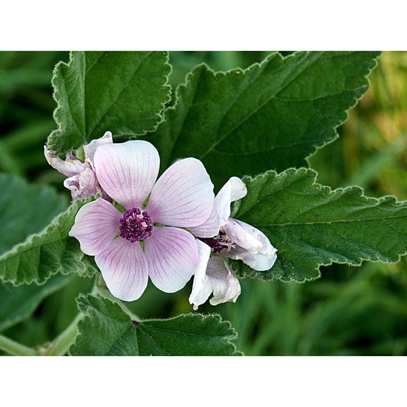 Marshmallow Plant Althaea Officinalis Seeds for Planting 100+ Seeds