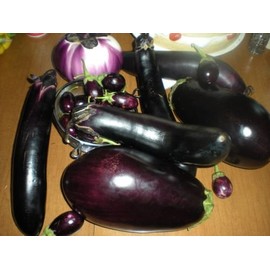 Exclusive Eggplant Mix! 25 Seeds! RARE KINDS INCLUDED!