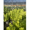 Florida Sunshine Anise (Illicium parviflorum 'Florida Sunshine')