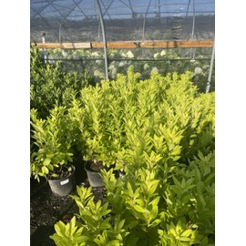 Florida Sunshine Anise (Illicium parviflorum 'Florida Sunshine')