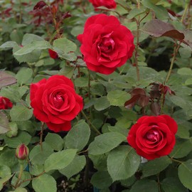 Heirloom Roses Rose Plant - Take It Easy™ Red Rose Bush, Shrub Live Plant for Planting Outdoors