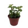 Spekboom Miracle Plant - Mini Jade - Portulacaria afra - 2.5" Pot