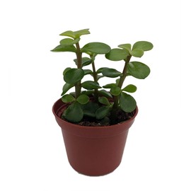Spekboom Miracle Plant - Mini Jade - Portulacaria afra - 2.5" Pot