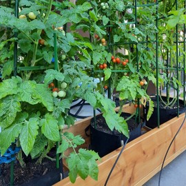 Xuwzenkl Garden Plant Stakes 48 Inch 4Ft Steel Plant Stick Support, 25 Pack Tomato Stakes for Growing Climbing Plants, Potted Plants, Tomatoes, Trees, Cucumber, Beans, Fences Poles