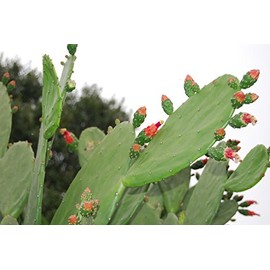 BULK FRESH PADS Edible Cactus Organic Super Food - Tortoise Turtle Iquana Pet