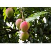 GARDENERA Mango Tree Potting Soil - Enhance Fruiting and Health