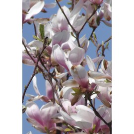 Gorgeous pink flower blooming MAGNOLIAS TREE notebook, exercise sketchbook scrapbook notepad, personal daybook life organizer, romantic diary for magnolia's lover