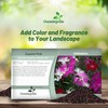 Outsidepride Superbus Mix Dianthus Seeds for Planting - 5000 Pcs