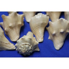 Salty Pelican Hemifusus Conchilidium Seashells 3 inch to 4 inch, SS-110 - 10 items $39.98