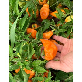 Habanada No-Heat Habanero Seeds - 10 Count, Open-pollinated - Non-GMO - Delicious Habanero Flavor