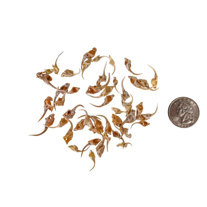 One (1) Real Rattlesnake Fang #2 (Not Perfect)