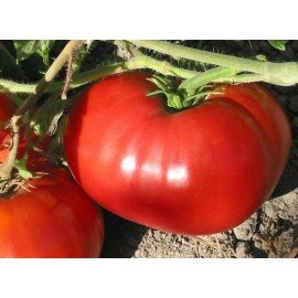 Southeast Seeds Delicious Tomato Seeds, NON-GMO, World Record Beefsteak, Heirloom, FREE SHIPPING - 250 Seeds