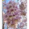 Seed-Top 450 Royal Paulownia Empress Tree Seeds Paulownia Elongata Fastgrowing