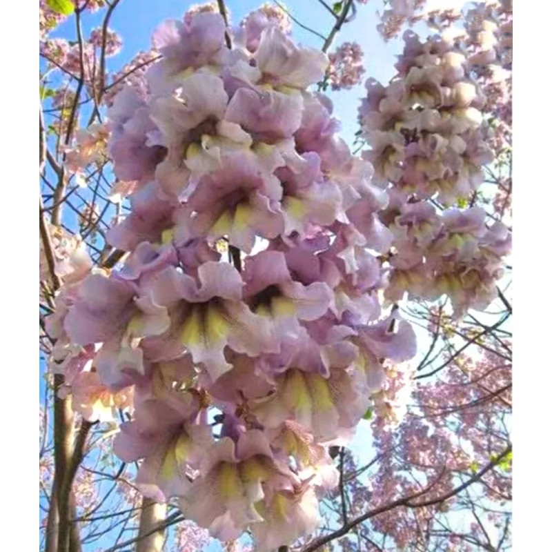 Seed-Top 450 Royal Paulownia Empress Tree Seeds Paulownia Elongata Fastgrowing