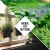 Seed Needs Culinary Herb Seed Collection for Planting an Indoor