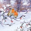 Napkin Robin Couple in Winter Pack of 20