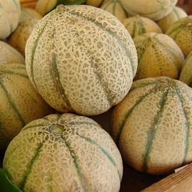 30 Honey Rock Cantaloupe Seeds for Planting Heirloom Non GMO 1+ Gram of Melon Seeds Garden Vegetable Bulk Survival