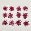 100pcs/pack Ammi majus Natural Pressed Dried Flower for Resin Jewelry