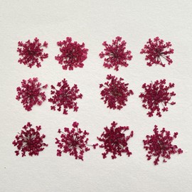 100pcs/pack Ammi majus Natural Pressed Dried Flower for Resin Jewelry Making, Soap and Candle Making, Scrapbooking DIY (Wine Red)