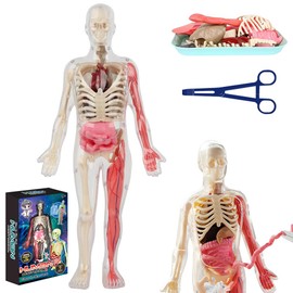 SGZIOO Human Body Model For Kids, 32cm Human Anatomy Model with 9 Pcs Removable Human Torso, 3d Human Body Torso Model, Learning Science Medical Education for Kids Boys Girls